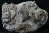 Plate of Devonian Ammonites From Morocco - #14311-2